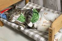 被奶奶养大的猫，穿上婴儿衣服后……这效果太离谱了！