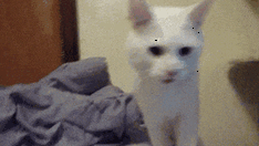 猫咪出现这4种情况，不是在卖萌，可能是求救！