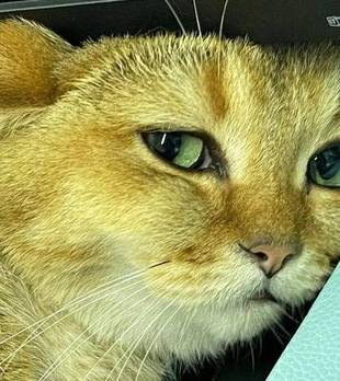 办公室小猫爱吃瓜，表情比演员还丰富，一脸操心神似老母亲！