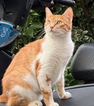 楼下流浪猫不见了，我以为它遭遇不测，结果成了别人的“掌上明珠”