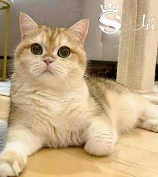 猫界温柔土豪金！金渐层科普，看完再养不踩坑