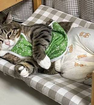被奶奶养大的猫，穿上婴儿衣服后……这效果太离谱了！
