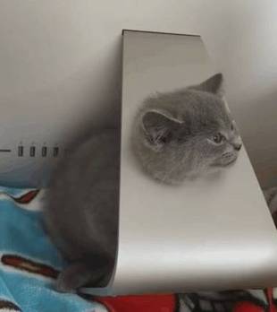 “猫咪卡电脑”求助帖火了！网友疯狂支招，场面十分“混乱”！