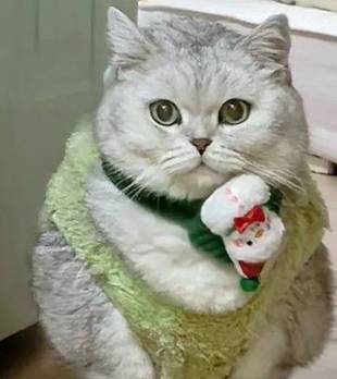 给猫买了新衣服，结果……猫：这就是你说的“短款露脐装”？