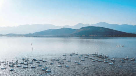 鄂东南绿心明珠：海口湖的生态涅槃与千年回响
