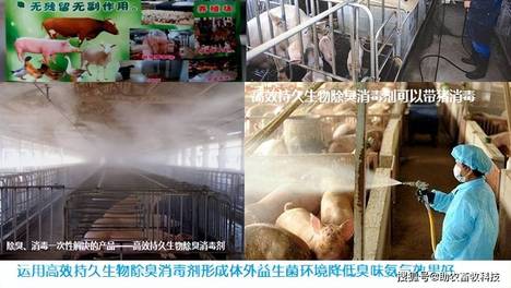这种可安全喷洒到动物水体上的益生菌生物除臭剂：生态养殖环境治理新利器
