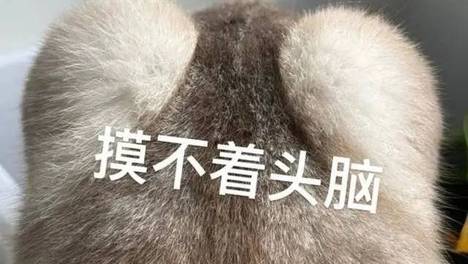 猫咪局部照被认成“屁股”，当事猫一脸懵：摸不着头脑了！