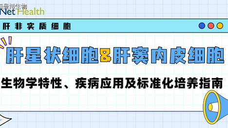 肝非实质细胞｜肝星状细胞与肝窦内皮细胞