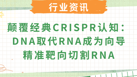 打破CRISPR经典法则：DNA向导驱动Cas12a精准识别RNA