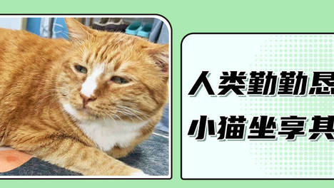 猫咪为什么好吃懒做？