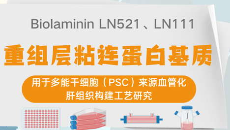 重组层粘连蛋白基质用于多能干细胞（PSC）来源血管化肝组织构建工艺研究