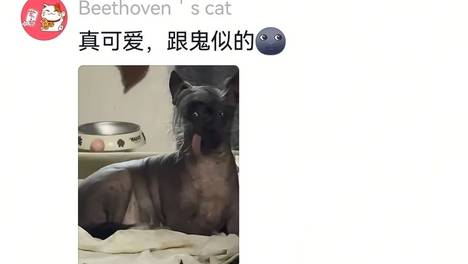 主人好心晒狗子照片结果遭评论区吐槽，愿意以为是网友太过分，看到照片的瞬间释怀…奥利奥：一开始觉得我丑的请给我道歉好吗？