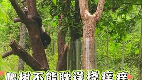 探访大熊猫国家公园 | 快来围观咱家胖团爬树啦！有惊喜