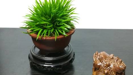 端午莳蒲，案头清趣