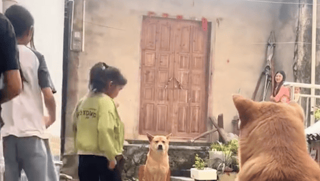 暑假最期待开学的狗出现了……狗子：什么时候才开学啊？