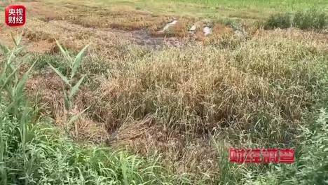 财经调查丨农田恶臭弥漫！竟是附近养猪场“暗道”排污