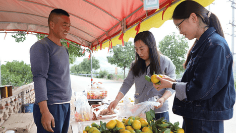 河南内乡：柑橘飘香 “点绿成金”