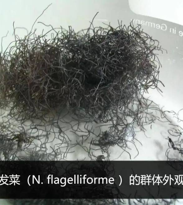这种酷似头发的野菜是国家一级保护植物
