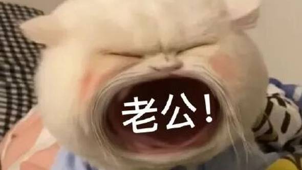 超级好用的大哭猫表情包