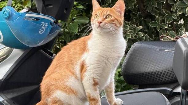 楼下流浪猫不见了，我以为它遭遇不测，结果成了别人的“掌上明珠”
