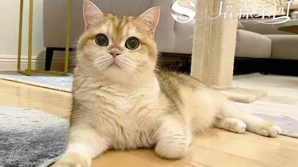 猫界温柔土豪金！金渐层科普，看完再养不踩坑