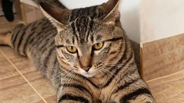 猫咪吃完鹌鹑蛋后疯狂跑酷，铲屎官被追杀一小时：吃坏了？