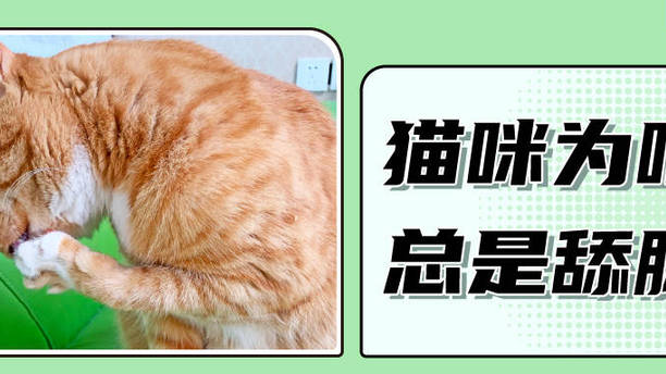 为什么猫咪总是爱舔脚？这种情况要注意！