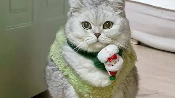 给猫买了新衣服，结果……猫：这就是你说的“短款露脐装”？
