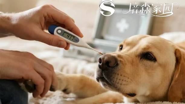 宠物发烧别忽视！看懂这些症状，及时发现毛孩子不舒服