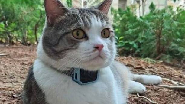 喊破喉咙都不回？给猫戴上电话手表，让小区“野猫”变“妈宝”！