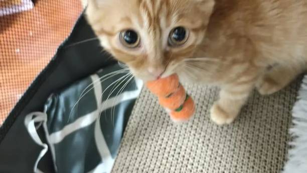 花生隔离实录：新猫进家，先别急着见面