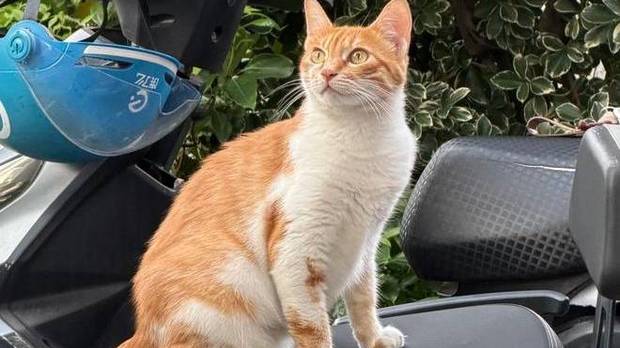 楼下流浪猫不见了，我以为它遭遇不测，结果成了别人的“掌上明珠”