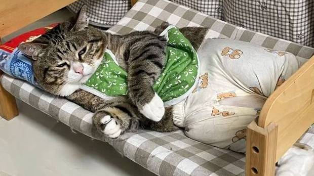 被奶奶养大的猫，穿上婴儿衣服后……这效果太离谱了！