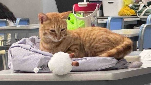 图书馆立牌“猫咪止步”，结果它大摇大摆进去，还把电脑当猫窝！