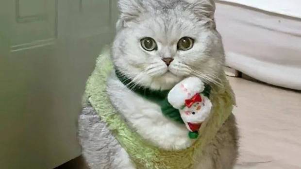 给猫买了新衣服，结果……猫：这就是你说的“短款露脐装”？