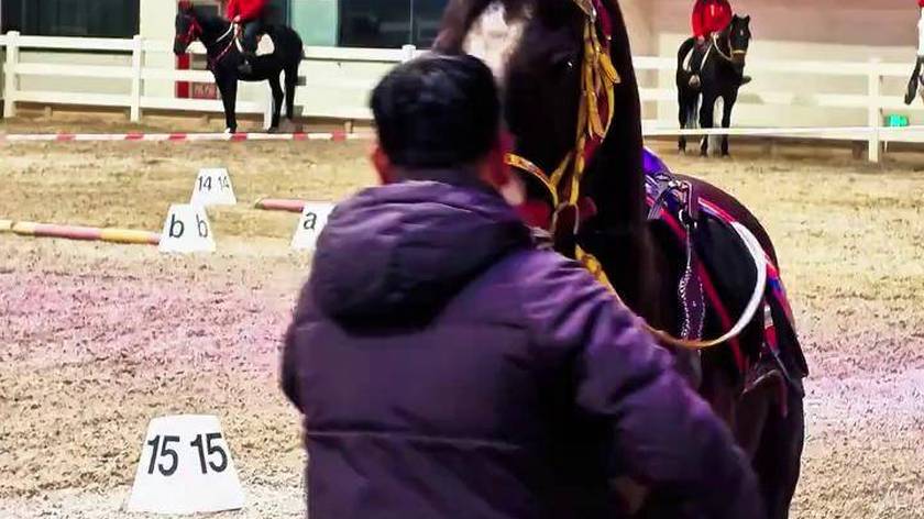 马到成功 骏马踏春开新境，长风载梦赴嘉年。马术表演汗血宝马天马文化园牧歌昭苏天马故乡