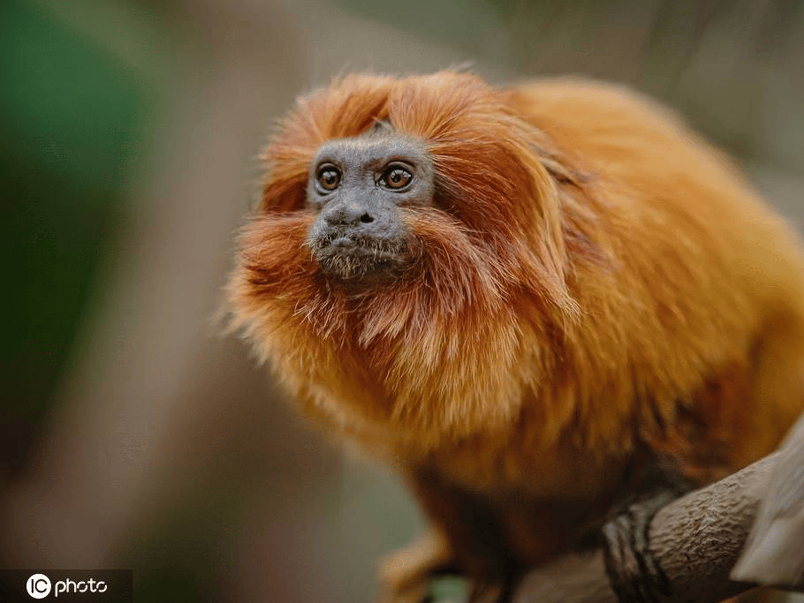 仪表堂堂英国切斯特动物园展出金狮面狨