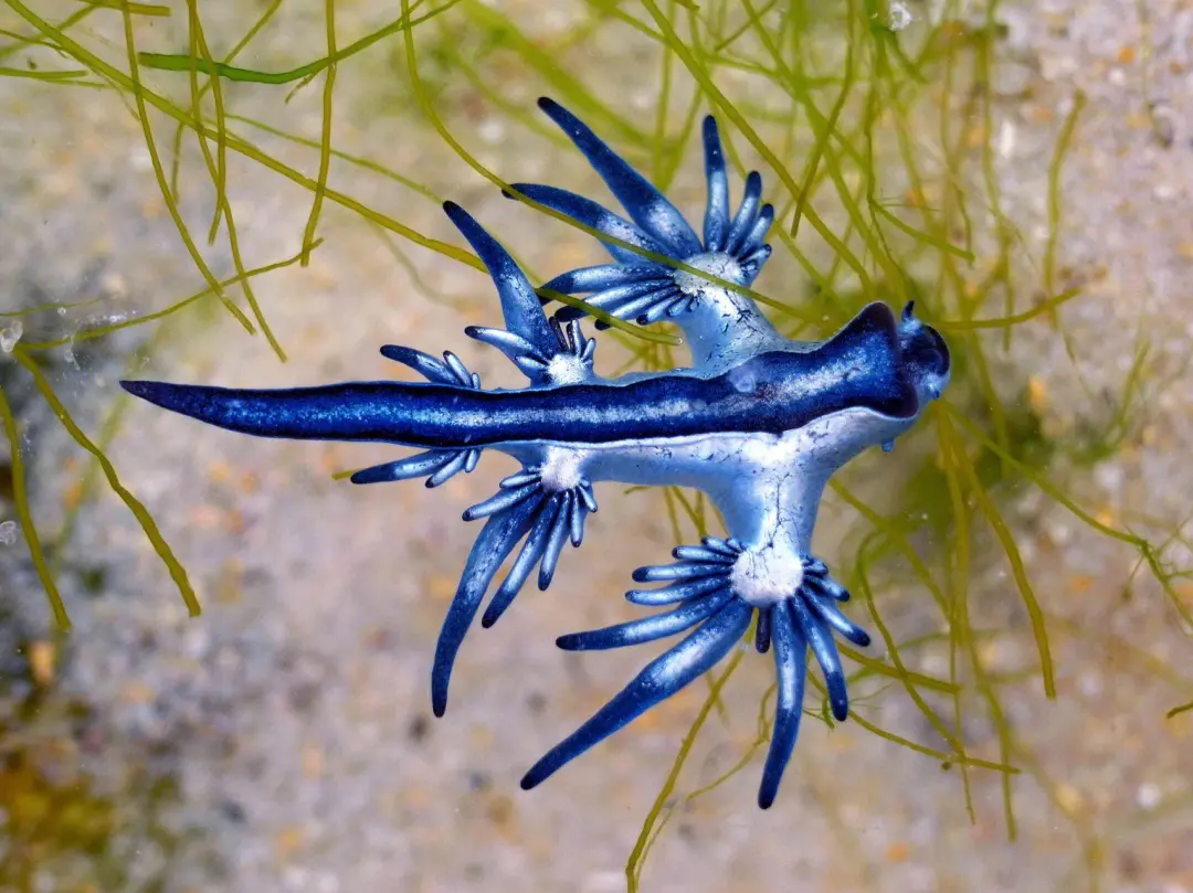 蓝色的小型软体动物又叫蓝龙或蓝海燕大西洋海神海蛞蝓还被称为活化石