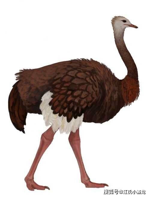 600万年前中国也有鸵鸟!