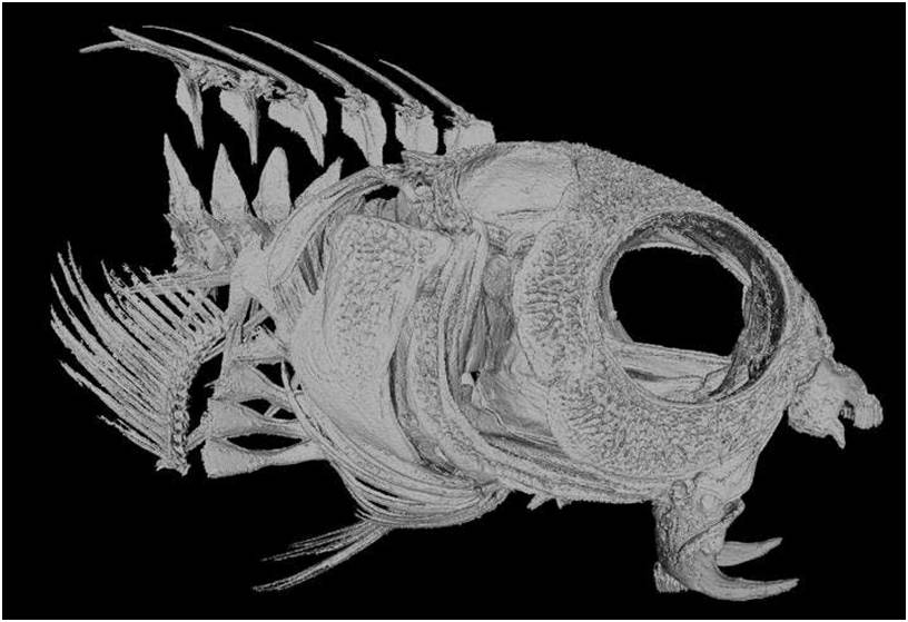 命名,英文俗名為:blackline blenny,我們在紅海中捕撈這種魚,是一種