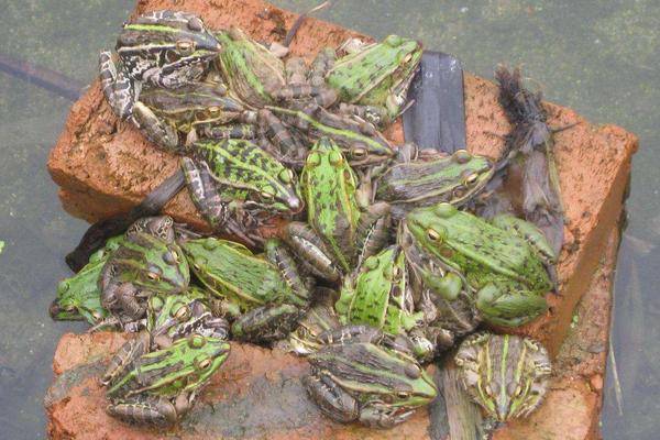 黑斑蛙养殖应该掌握哪些知识