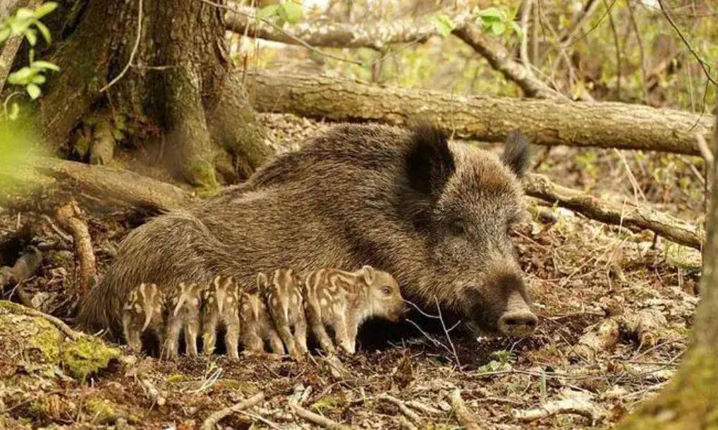 一豬二熊三老虎!老獵人為什麼都不想遇見野豬?野豬的