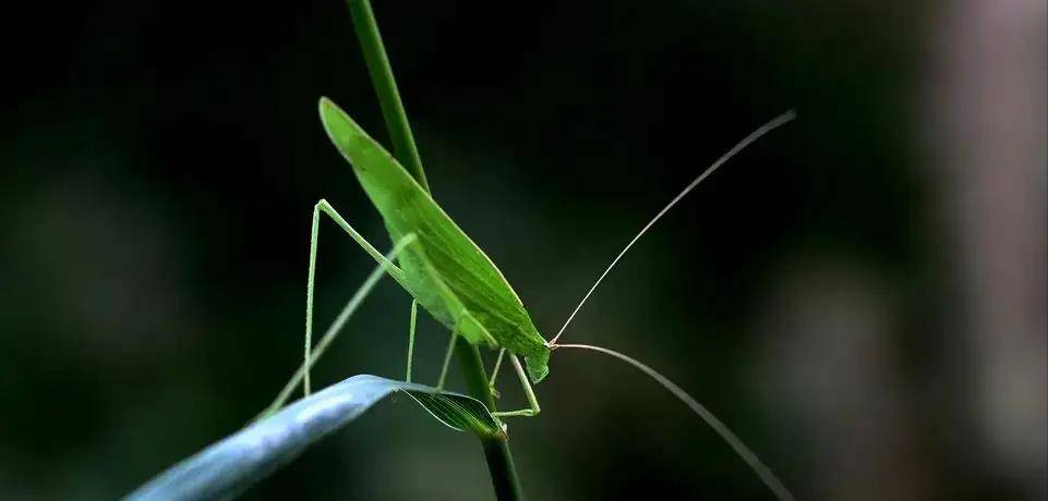 大唐節度使韋皋進獻給