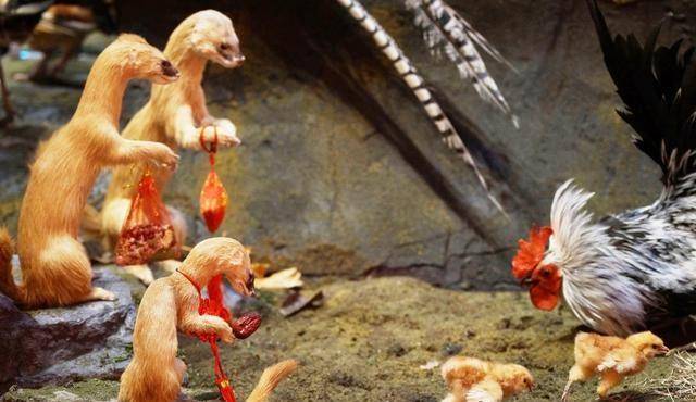 黄鼠狼_老鼠_黄鼬