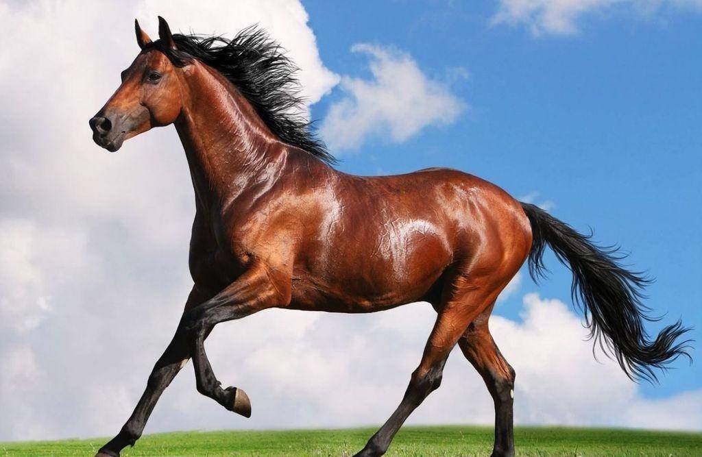 阿哈尔捷_元帅_战马