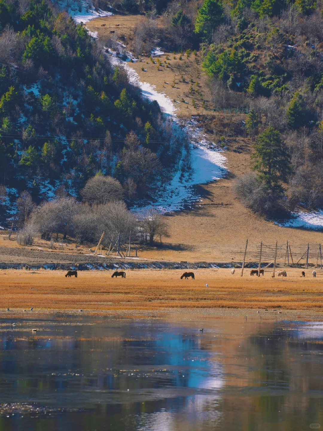 云南香格里拉3天2晚旅游攻略,冬季风景差点美哭我_古城_门票_阿成