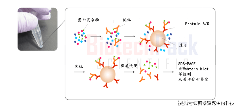 免疫共沉淀流程图图片