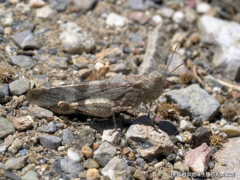 【动物界全系列】剑角蝗科—斑翅蝗亚科(二):斑翅蝗