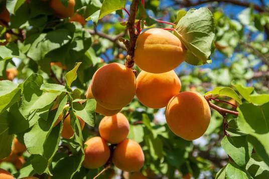 杏树的生长过程图片