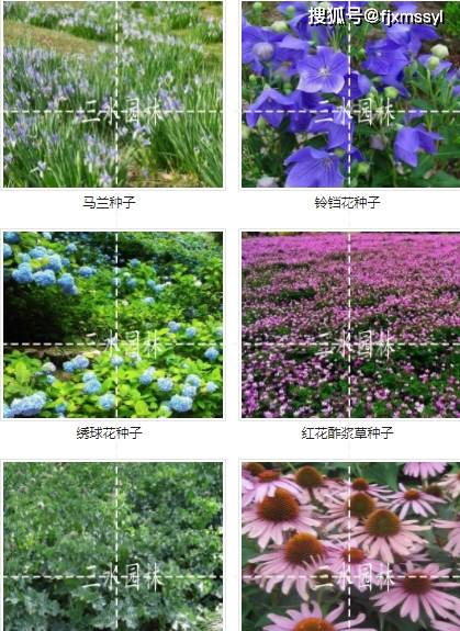 探秘大连工程绿化草籽工厂：打造绿色家园，大连工程绿化草籽工厂——绿化工程的重要基石